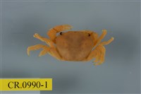 藏品(平背蜞)的圖片